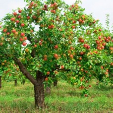 Apple Day  (Sunday 26th September 2021) FREE EVENT