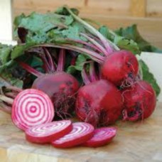 Organic Beetroot Barbietola di Chiogga