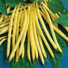 Organic Beans Climbing Flat - 'Golden Gate' 