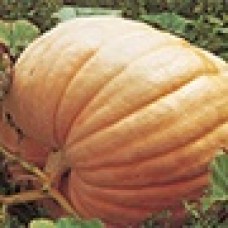 Organic Squash/Pumpkin Atlantic Giant