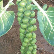 Brussels Sprouts Doric F1