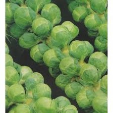 Organic Brussels Sprouts - 'Groninger'