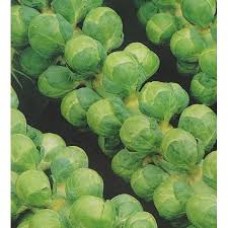 Brussels Sprouts - 'Groninger'