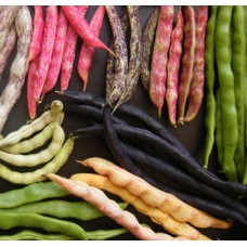 Trio of Bush Beans