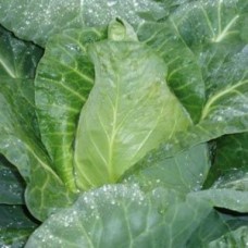 Organic Cabbage Caraflex