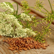 Organic Caraway
