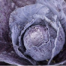 Organic Cabbage Red Rodynda