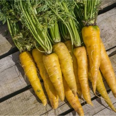 Carrot- Jaune Du Doubs