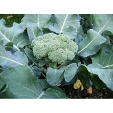 Organic Green Calabrese - Broccoli