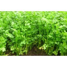 Organic Celery Leaf