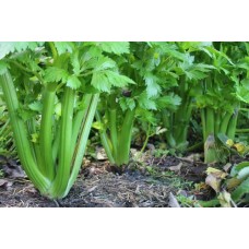 Organic Celery Tall Utah