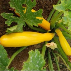 Organic Courgette Goldrush (yellow).