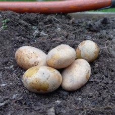 Connect Main Crop Seed Potatoes 2KG