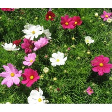 Organic Cosmos, Garden
