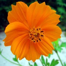 Organic Cosmos, Sulphur/Orange