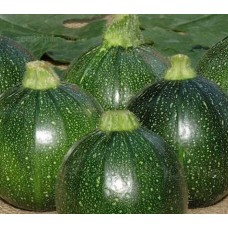 Courgette- Tondo DI Piacenza