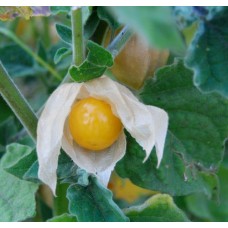 Organic Dwarf Cape Gooseberry 
