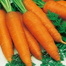 Organic Carrot Autumn King
