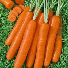 Organic Carrot Nantes 2