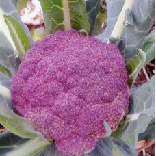 Cauliflower- Di Sicilia Violetto