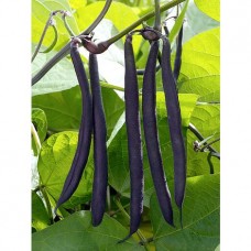 Organic Bean French Dwarf 'Purple Teepee'