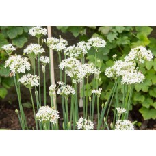 Garlic Chives