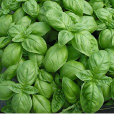 Organic Basil, Sweet Genovese