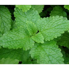 Organic Lemon Balm