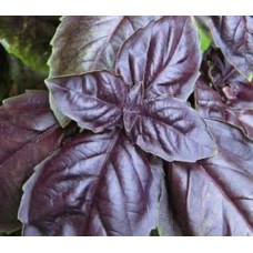 Organic Basil, Dark Opal