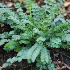 Salad Burnet 