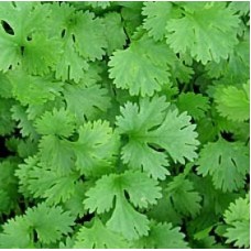 Organic Coriander 
