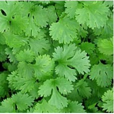 Coriander 