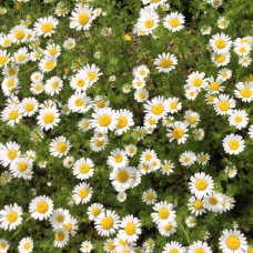 Organic Chamomile
