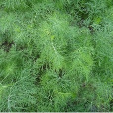 Organic Dill