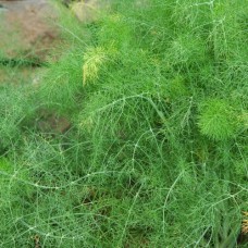 Organic Fennel, Common