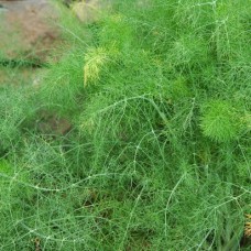 Fennel, Common