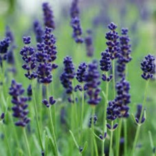 Organic Lavender, English