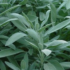 Organic Sage