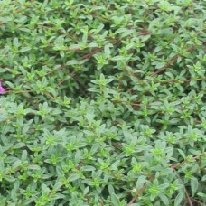 Organic Thyme, Common