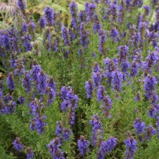 Organic Hyssop