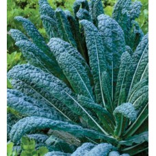 Organic Kale Nero di Toscana