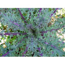 Organic Kale Red Russian Curled