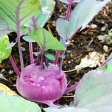 Organic Kohlrabi Azur Star