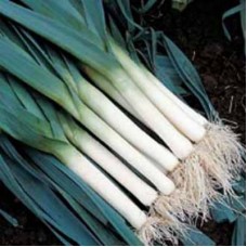Organic Leek Bluegreen Autumn
