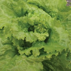 Organic Lettuce Blonde de Paris 