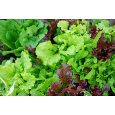 Organic Lettuce Mixed Leaves