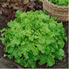 Organic Lettuce Salad Bowl
