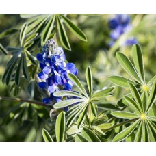 Organic Lupin Sweet