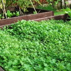 Organic Mustard