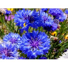 Organic Blue Cornflower - Centaurea Cyanus
